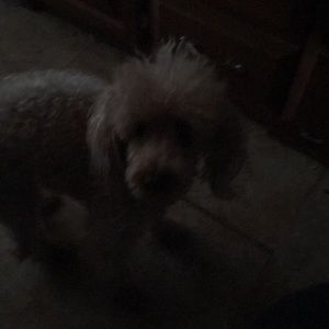 Meet your Posher, Irene